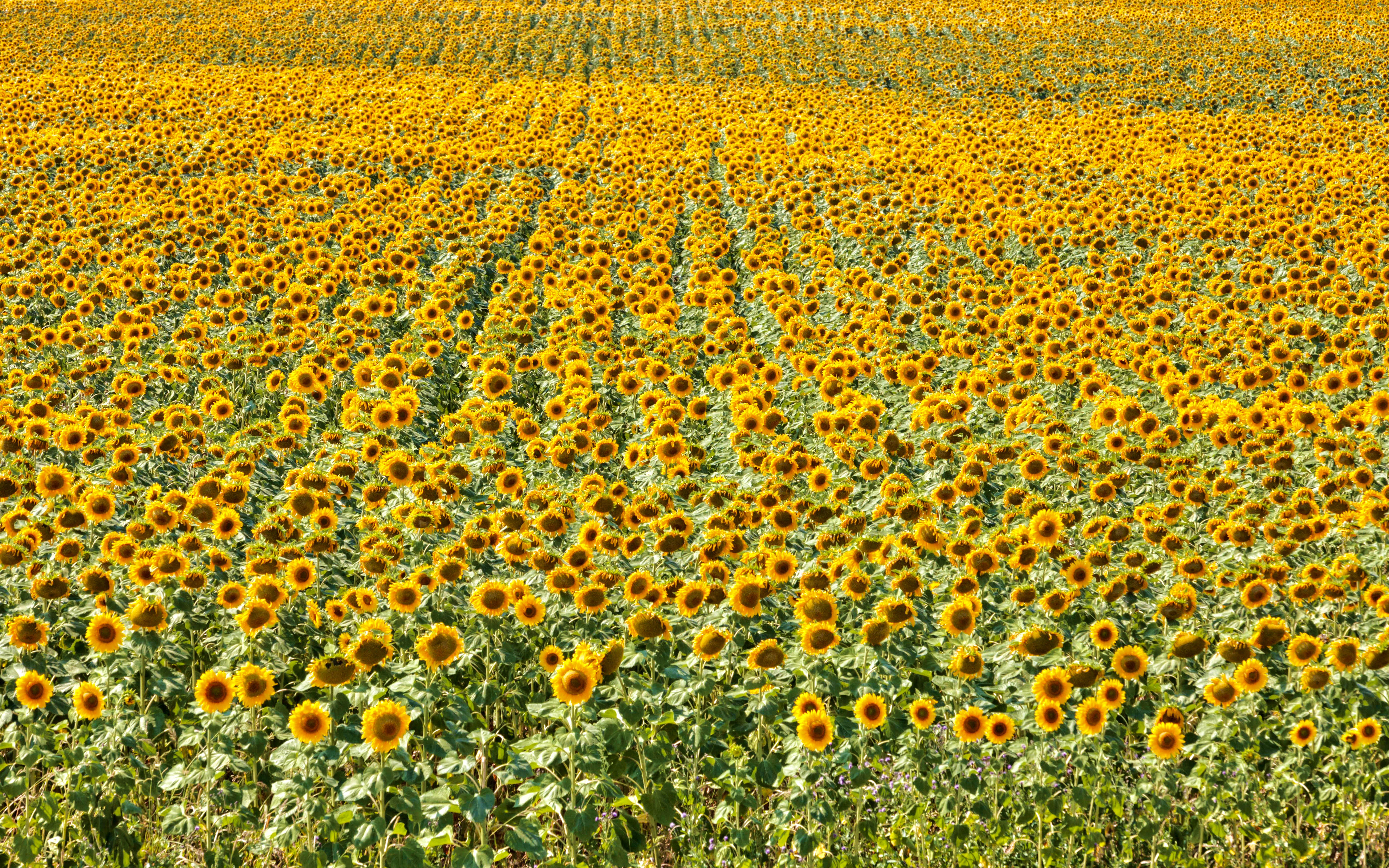 All rights reserved by Mismas photography.